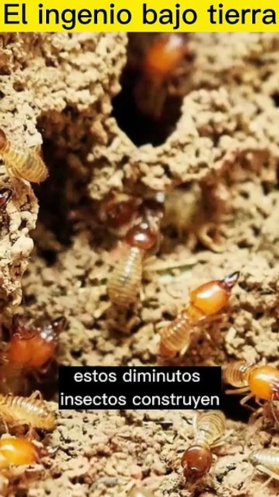 El ingenio bajo tierra#naturaleza#curiosidades#ingenieria📝