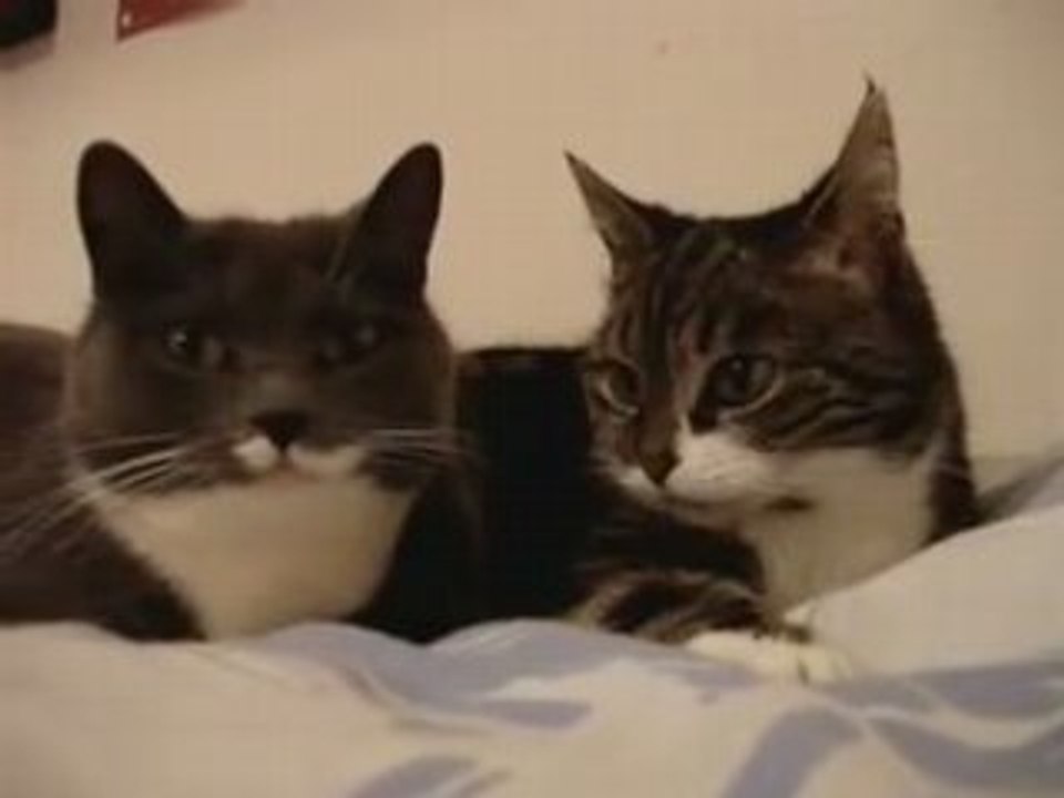 Two Talking Cats: Translation (budwiser frogs)