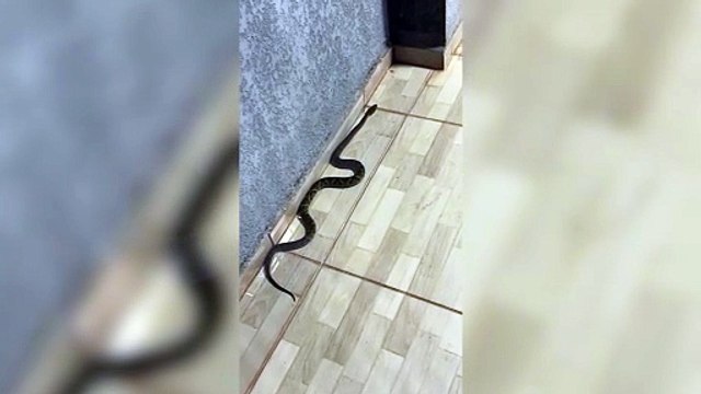Cobra jararaca é capturada dentro de casa e assusta moradores em Cascavel