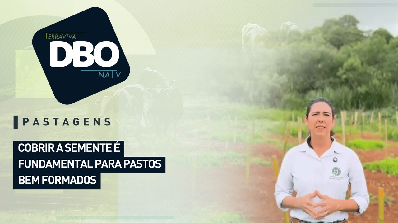Pastagens: cobrir a semente é fundamental para pastos bem formados