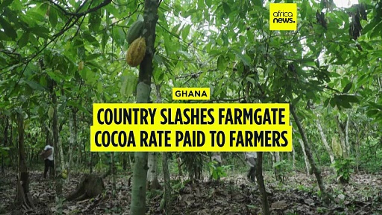 Cocoa: Ghana slashes farmgate rate paid to farmers