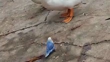 Unexpected Meeting: Ducks Meet a Tiny Colorful Bird