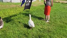 If you've never seen a goose supervise laundry detail, well, now you have. | #SparklegleamFarm #Lemongrab #Tooey #TheGinger #farm #geese #farmanimals #UNACCEPTABLE #cute