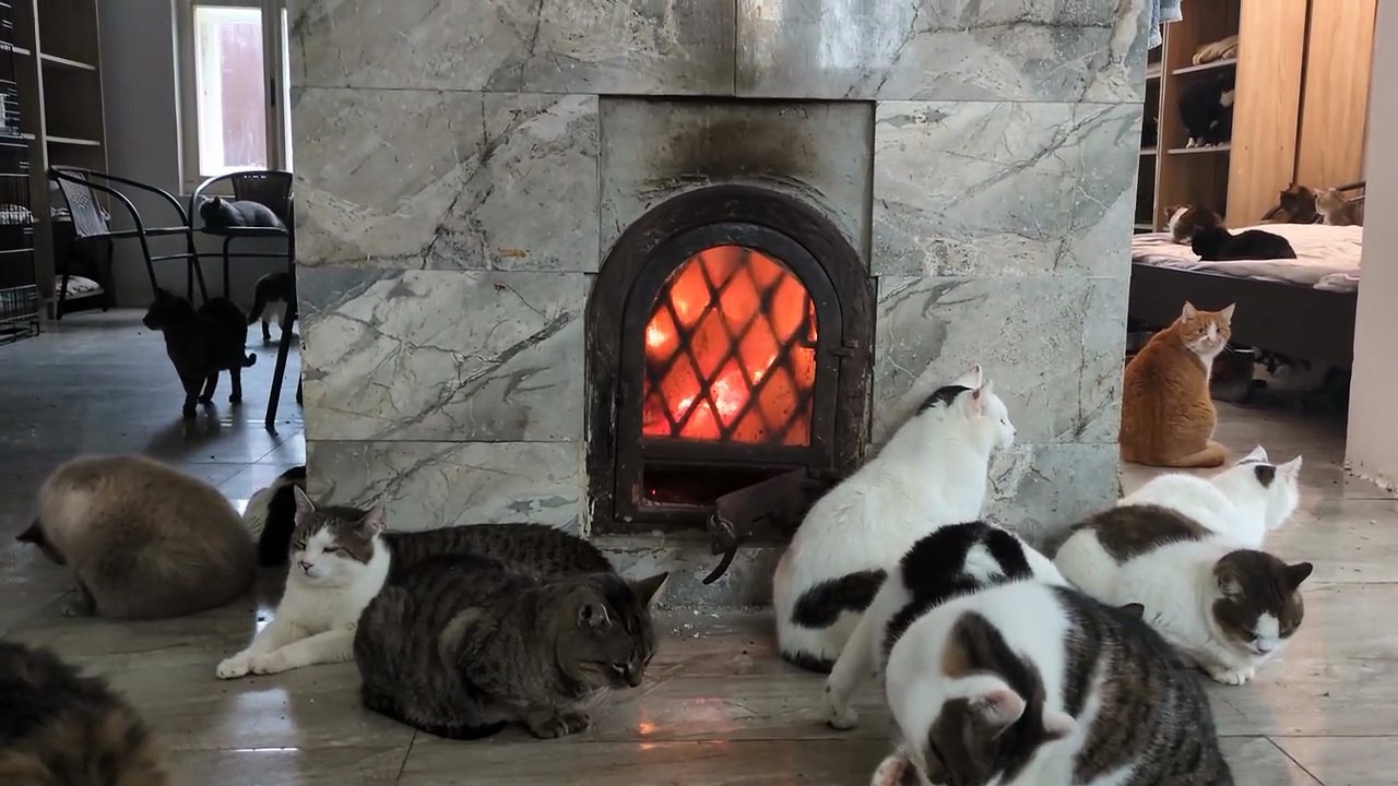 Cat Rescue (10)