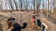 Cat Rescue (8)