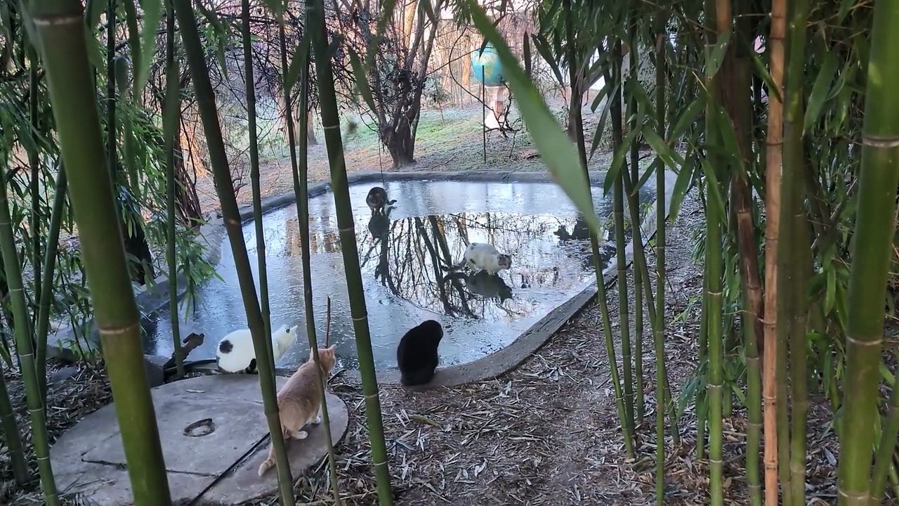 Cat Rescue (13)