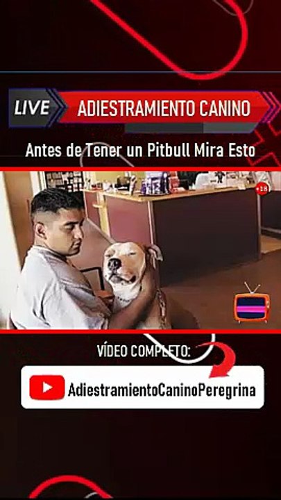Antes de Tener un Pitbull Mira Esto
