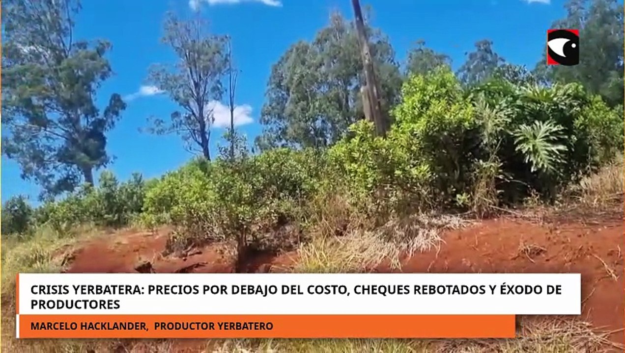 CRISIS YERBATERA PRECIOS POR DEBAJO DEL COSTO, CHEQUES REBOTADOS Y ÉXODO DE PRODUCTORES
