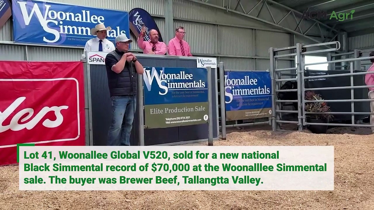 New national Black Simmental price record set by Woonallee bull
