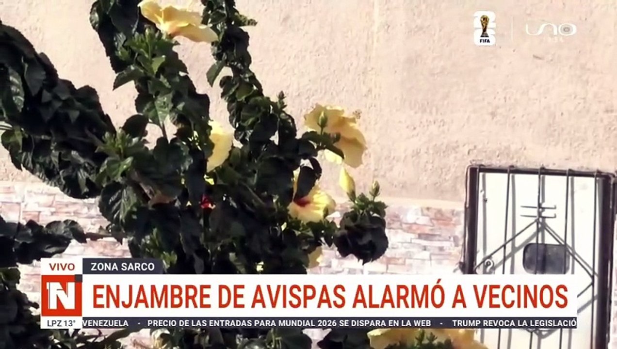 cbba avispas