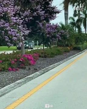 Woman stops traffic to let the ducklings go through! 🥰