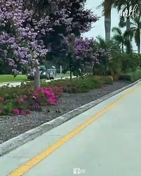 Woman stops traffic to let the ducklings go through! 🥰