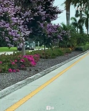 Woman stops traffic to let the ducklings go through! 🥰
