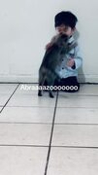 Kitten Adorably Jumps on Kid for Heartwarming Hug