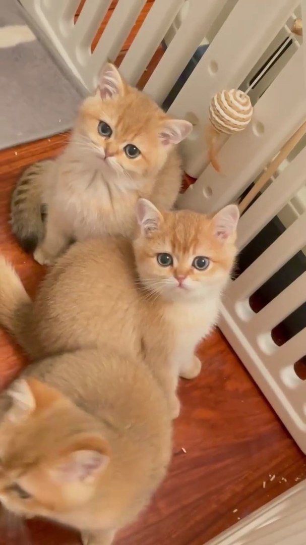 ⁣Funny cat reel 12 😍🐾😺Follow me please please