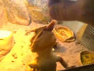 pogona mange un souriso