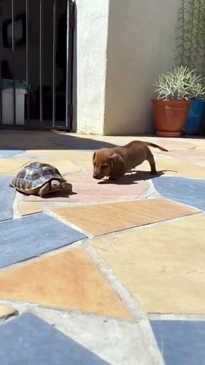 Dachshund Dog and Tortoise #dog #tortoise #kingdomofawais