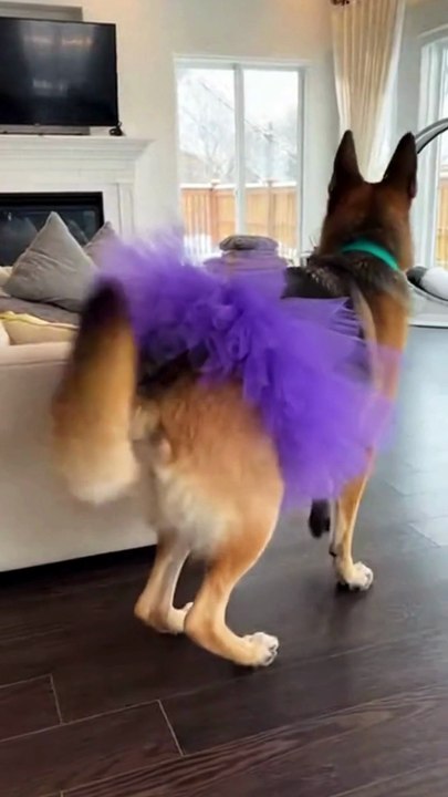 Dog Dance #dog #kingdomofawais