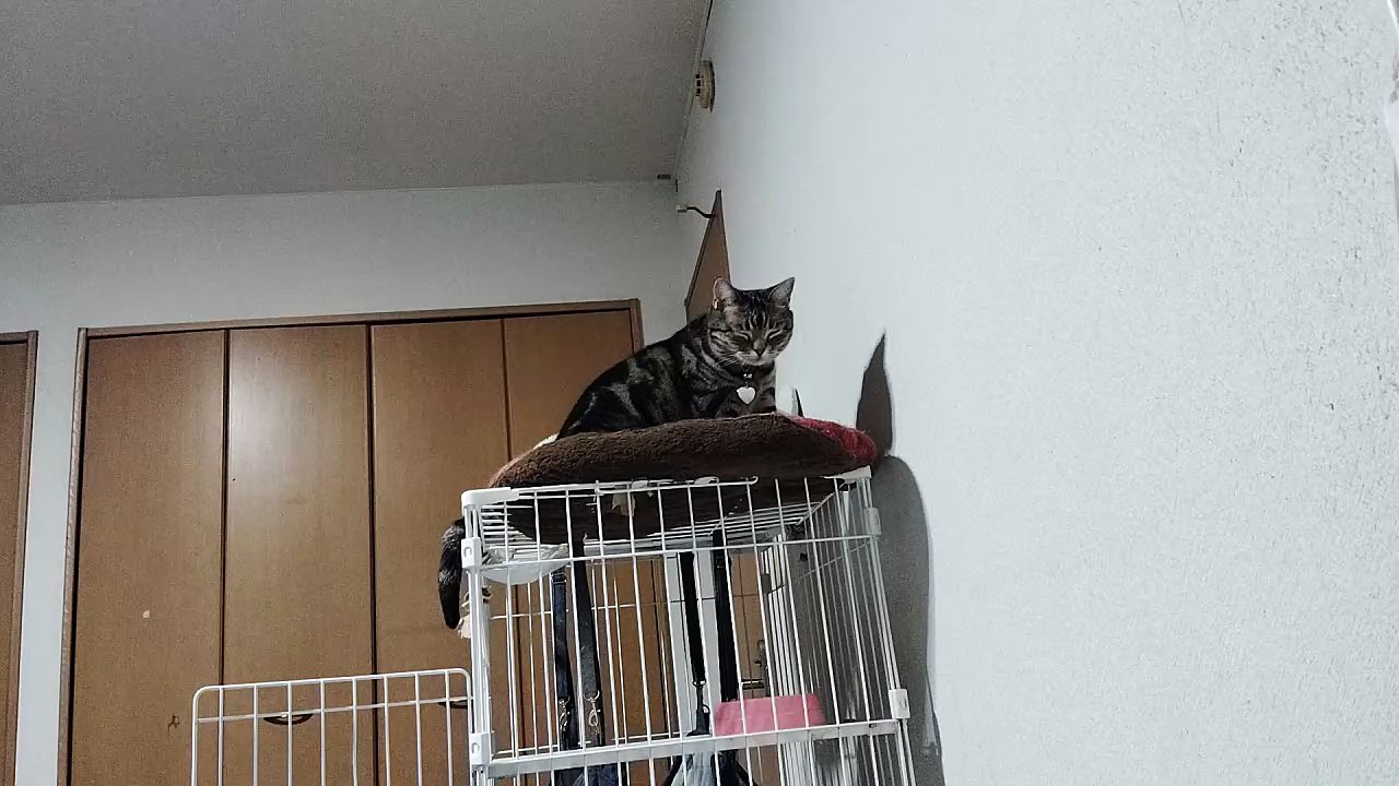 ふみふみミア7