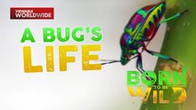 Jewel bug, kumakain ng nakalalason na halaman?! | Born To Be Wild