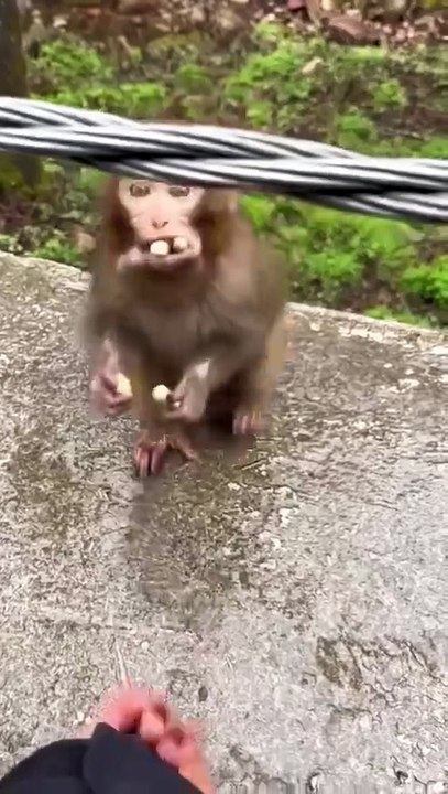 🐒 Generous mischief-maker  She came up and shared her last nuts—isn't that charming? ❤️