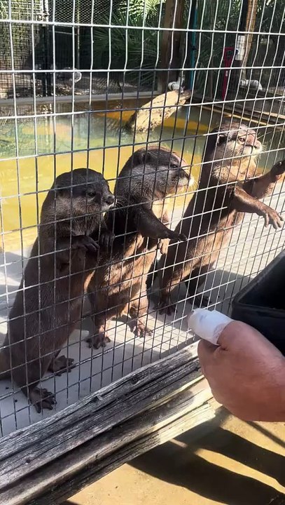 Otter Feeding 2023 12 27 11 04 22