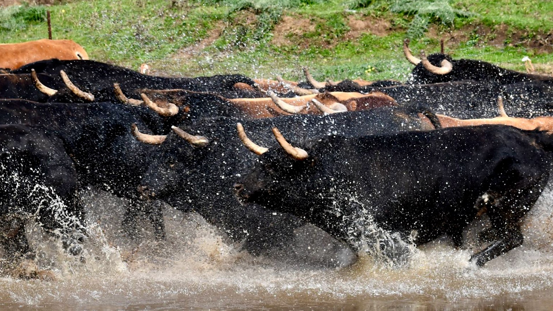 Las sucesivas borrascas &mdash;Nils, Harry, Ingrid, Joseph, Kristin, Marta y Leonardo&mdash; han dejado un escenario cr�tico en la Baja Andaluc�a, donde numerosas ganader�as de toro bravo han quedado anegadas. Fincas aisladas, lagunas y barrizales ponen en riesgo la supervivencia de los animales y comprometen el inicio de la temporada taurina.

En Jerez, la ganader�a de Santi Domecq (Garcisobaco) ha sufrido la muerte de varios becerros reci�n nacidos por el barro y la humedad. En La Palmosilla, en Tarifa, los caminos intransitables impiden la entrada de camiones de pienso y la actividad est� paralizada. Tambi�n en Tarifa, �lvaro N��ez asegura que m�s de la mitad de su finca est� convertida en una laguna.

En Sevilla, Juan Pedro Domecq alerta del retraso en la preparaci�n de los toros por la imposibilidad de ejercitarlos y alimentarlos con normalidad. A la crisis se suma la ganader�a Gavira, en el Campo de Gibraltar, donde el desbordamiento del r�o Palmones ha aislado parte de la finca. Su propietario, Juan Antonio Gavira, reconoce que no puede acceder ni en coche ni a caballo a algunos lotes de vacas.

El exceso de agua favorece enfermedades y p�rdidas de peso, amenazando las primeras ferias del calendario taurino.