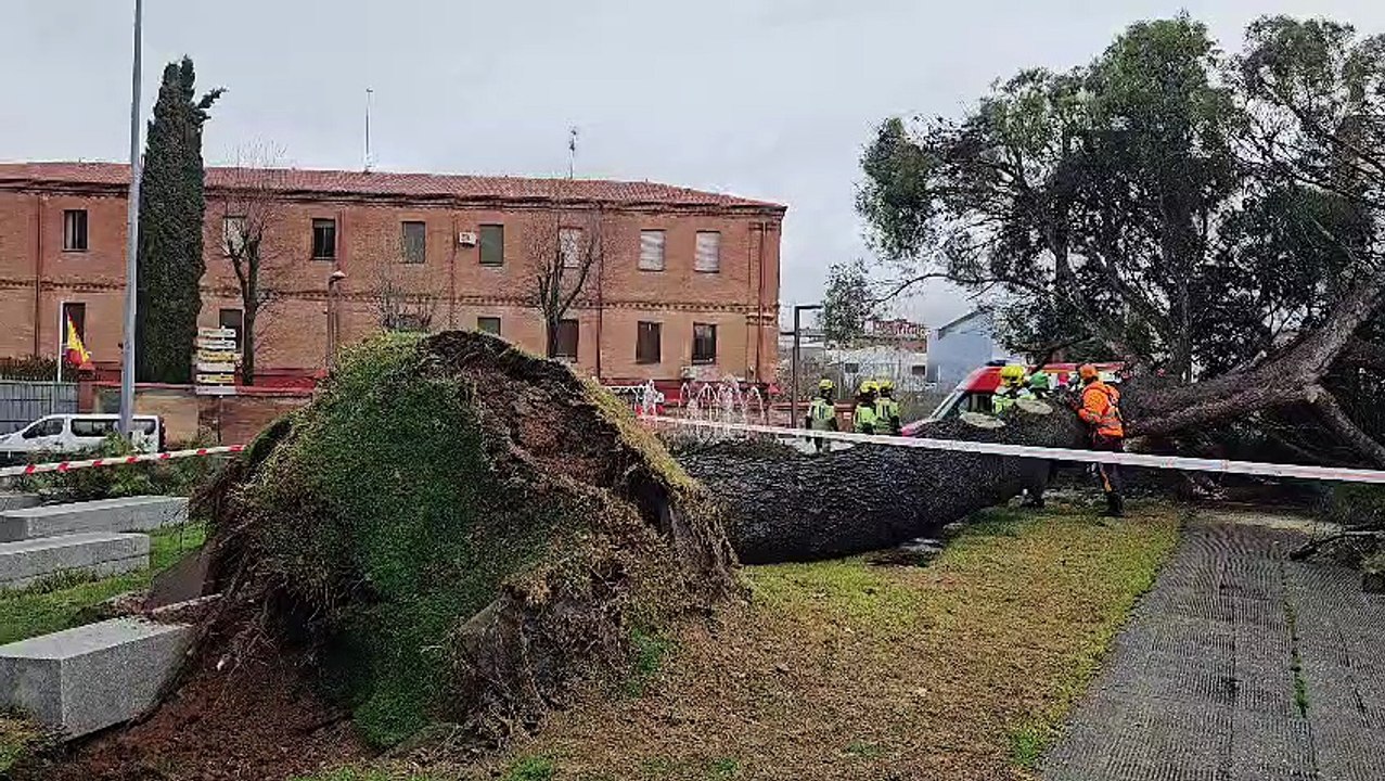 Cae un pino histórico en la Plaza de España sin causar heridos