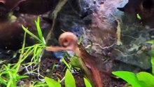 Bro thinks he is Alladin. 🐌
