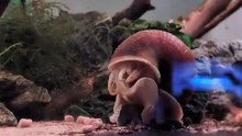 A mystery snail is eating an algae wafer 🐌🧇