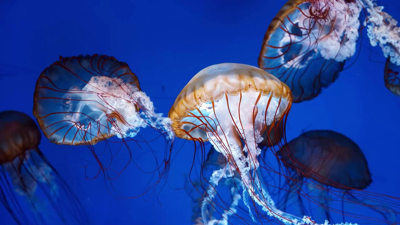 Sowjets untersuchten vor Jahrzehnten 'Quallen-UFO' über russischer Stadt