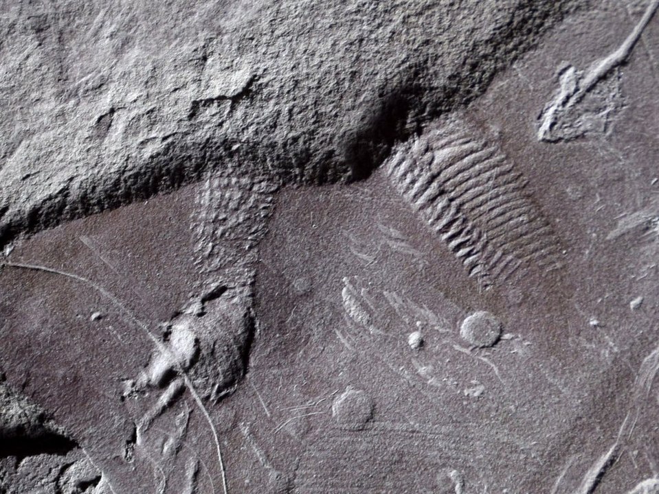 Fast 300 Millionen Jahre: Älteste Spuren von Reptilienhaut entdeckt
