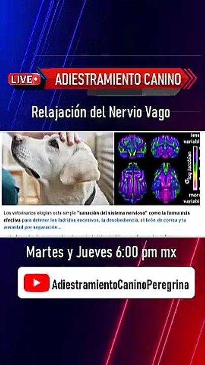 Relajación del Nervio Vago en perros