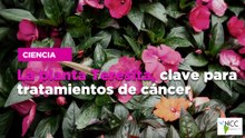 La planta Teresita, clave para tratamientos de cáncer