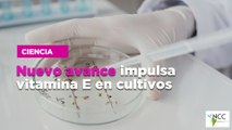 Nuevo avance impulsa vitamina E en cultivos