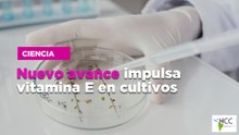 Nuevo avance impulsa vitamina E en cultivos