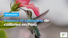 Conoce el santuario de colibríes en Perú