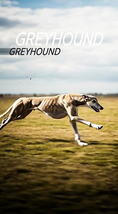 Grey Hound #fyp #viral #trending #wildlife #greyhound