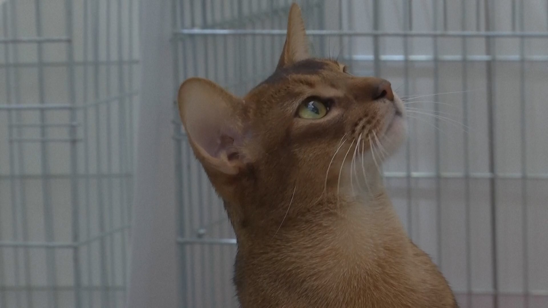 El mejor gato del mundo ha hecho su aparici�n en una exposici�n en Mosc�. El gato abisinio de Rusia, de un a�o y medio de edad, llamado Darlen Fleur Dalmore Black, fue coronado �Mejor gato� de 2025 por la Federaci�n Mundial de Gatos tras competir en m�s de 40 exposiciones internacionales y asegurarse el primer puesto entre casi 1500 competidores.

Darlen cumpli� con todos los est�ndares de la raza abisinia, que se eval�an en funci�n del equilibrio general, la colocaci�n de las orejas, la estructura de la cabeza, el tono muscular, la expresi�n de los ojos y la uniformidad del pelaje.

El movimiento y el temperamento tambi�n son importantes, ya que los animales reciben puntuaciones basadas en su comportamiento en la pista.