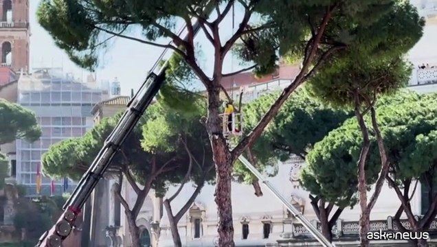 Roma, abbattuti alcuni grossi pini vicino a Colosseo e Fori Imperiali
