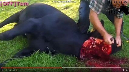 Extermination of animals - VCMP Farm