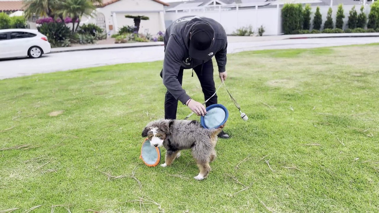 Puppy Engagement and Play