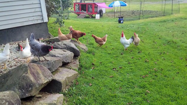Spending quality time with basically all the critters at once. | #SparklegleamFarm #Lemongrab #Bunny #Tooey #Chicken #homestead #goose #farmanimals #soft #cute