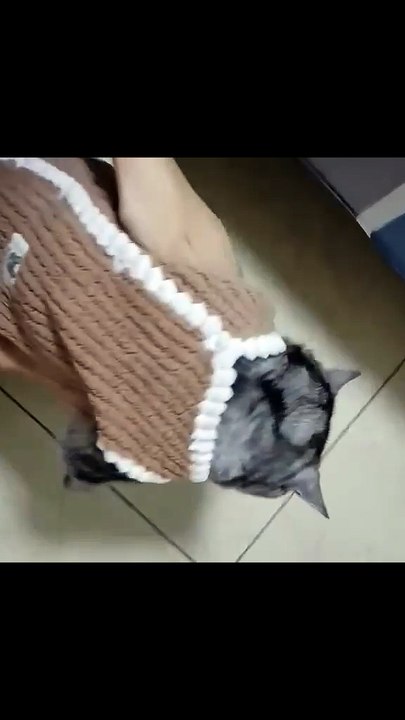 funny cats 5