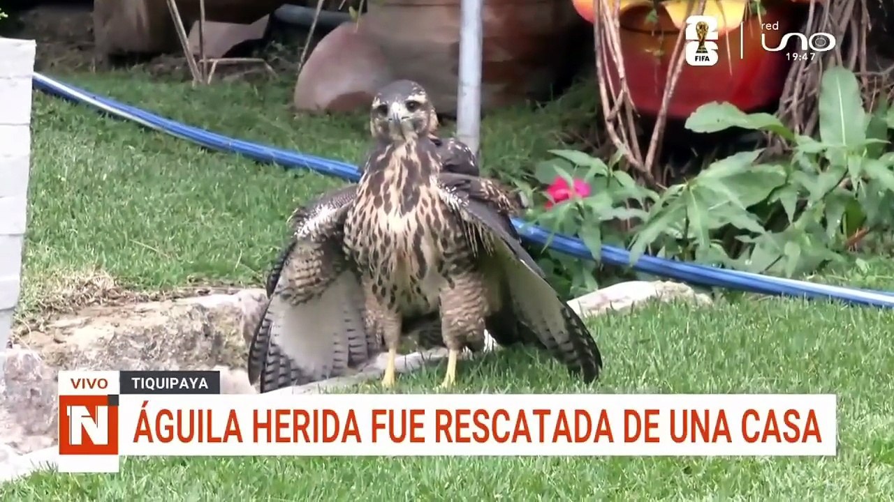 CBBA aguila