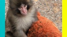 Punch, el mono bebé abandonado que encontró consuelo en un peluche