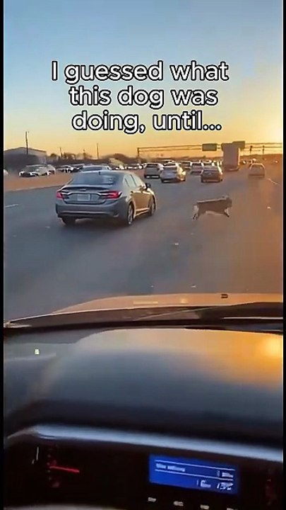 Dog Wanted