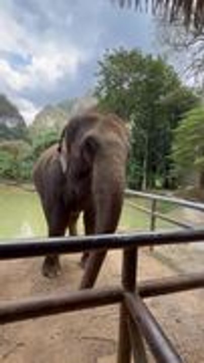 Elephant Adorably Starts Dancing and Enjoying Moment