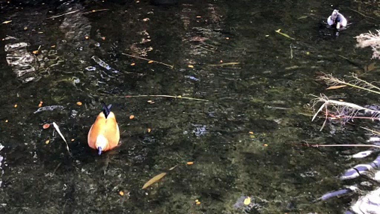 A Ruddy Shelduck Quacking