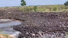 The great animal migration phenomenon in Africa